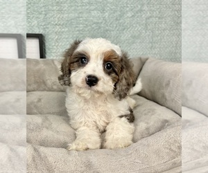 Cavapoo Puppy for sale in FRANKLIN, IN, USA