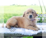 Small #2 Golden Retriever