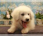 Small Photo #1 Great Pyrenees Puppy For Sale in SHAWNEE, OK, USA