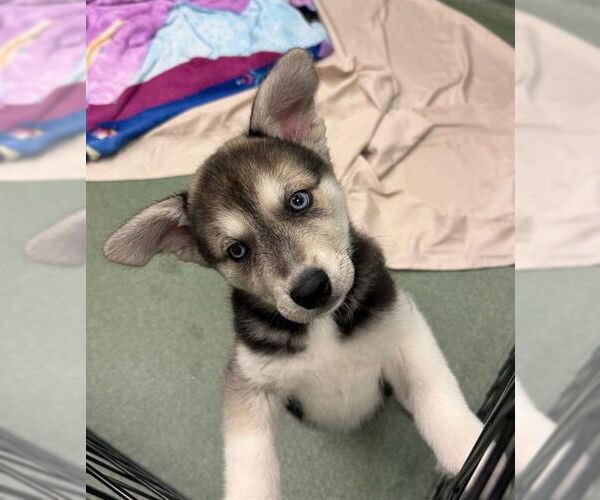 Medium Photo #1 Siberian Husky Puppy For Sale in Plano, TX, USA