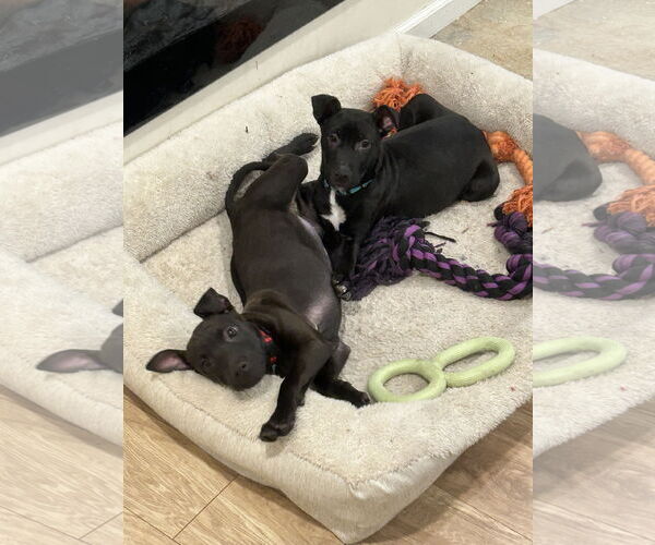 Medium Photo #1 Retriever -Unknown Mix Puppy For Sale in Woodbury, NY, USA