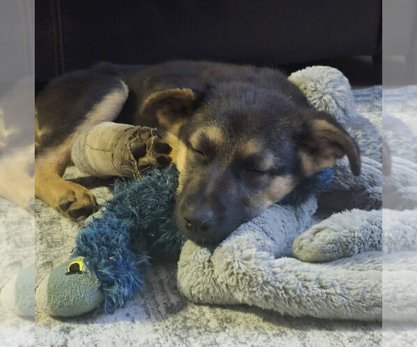 Medium Photo #3 German Shepherd Dog-Unknown Mix Puppy For Sale in Minneapolis, MN, USA