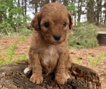 Puppy Bramble Poodle (Miniature)