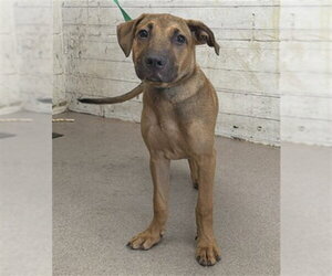 German Shepherd Dog-Unknown Mix Dogs for adoption in San Bernardino, CA, USA