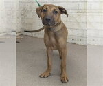 LILIPUP - Female German Shepherd Dog-Unknown Mix Dog for Adoption - Small photo