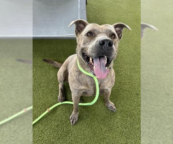 Medium Photo #1 Mutt Puppy For Sale in Waco, TX, USA