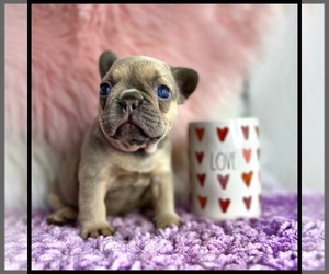 French Bulldog Puppy for sale in OJAI, CA, USA