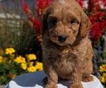 Small #5 Goldendoodle (Miniature)