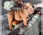 Small #1 English Bulldog