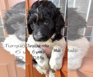 Pyredoodle Puppy for sale in GEORGETOWN, TX, USA