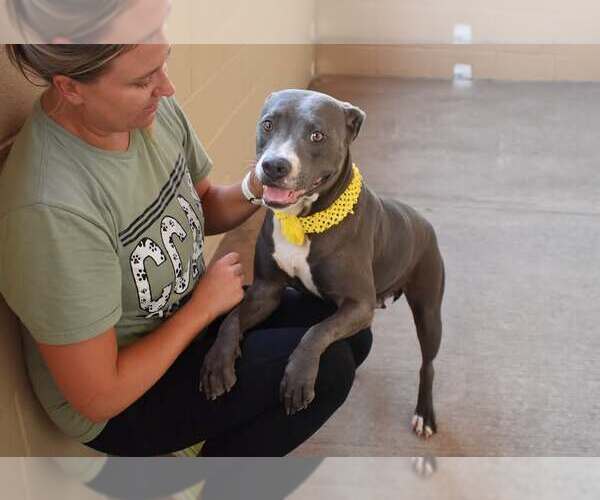 Medium Photo #2 American Pit Bull Terrier-Unknown Mix Puppy For Sale in McKinney, TX, USA