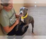 Small #1 American Pit Bull Terrier Mix