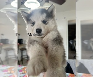 Siberian Husky Puppy for sale in FONTANA, CA, USA