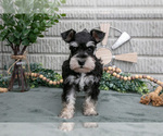 Small Photo #30 Schnauzer (Miniature) Puppy For Sale in BALTIC, OH, USA