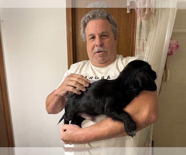 Medium Photo #14 Schweenie Puppy For Sale in DOTHAN, AL, USA