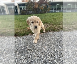 Golden Retriever Puppy for sale in WORCESTER, MA, USA