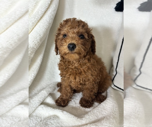 Medium Photo #4 Goldendoodle (Miniature) Puppy For Sale in GREENFIELD, IN, USA