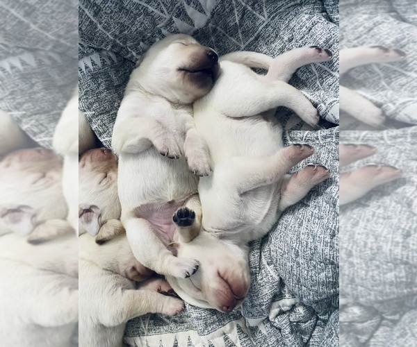 Medium Photo #15 Labrador Retriever Puppy For Sale in WILDWOOD, FL, USA