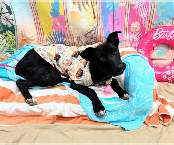 Medium Photo #3 Labrador Retriever-Unknown Mix Puppy For Sale in Bryant, AR, USA