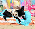 Small #2 Labrador Retriever Mix