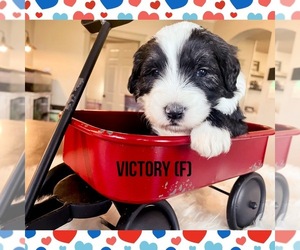 Sheepadoodle Puppy for Sale in FORT LUPTON, Colorado USA