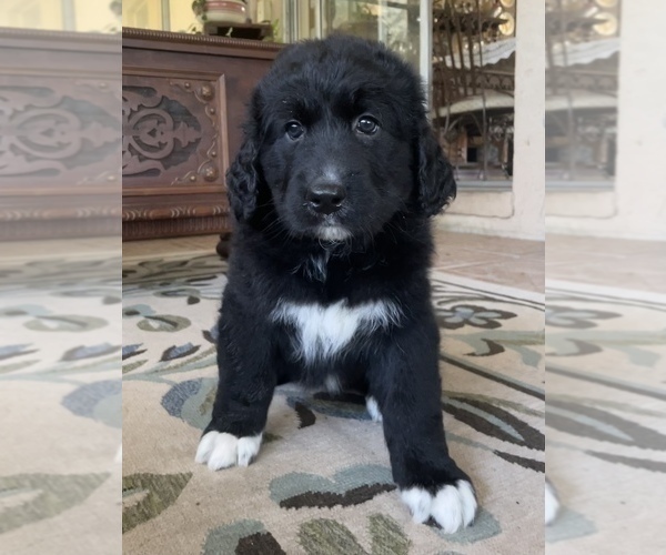 Medium Photo #7 Bernedoodle Puppy For Sale in POTTSTOWN, PA, USA
