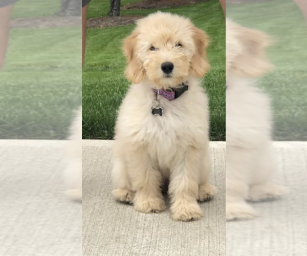 Medium Photo #1 Goldendoodle Puppy For Sale in COLUMBIA, KY, USA