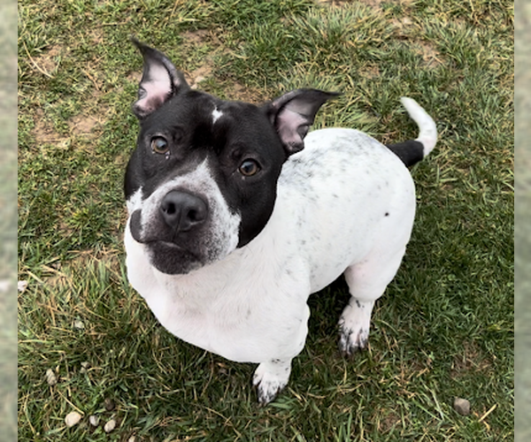 Medium Photo #2 Mutt Puppy For Sale in Sistersville, WV, USA