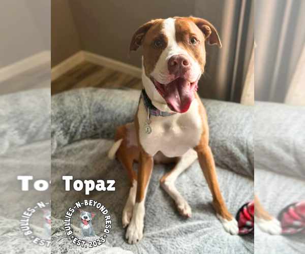 Medium Photo #2 American Bulldog Puppy For Sale in Omaha, NE, USA