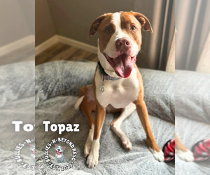 Topaz - Male American Bulldog Dog for Adoption - Photo #2