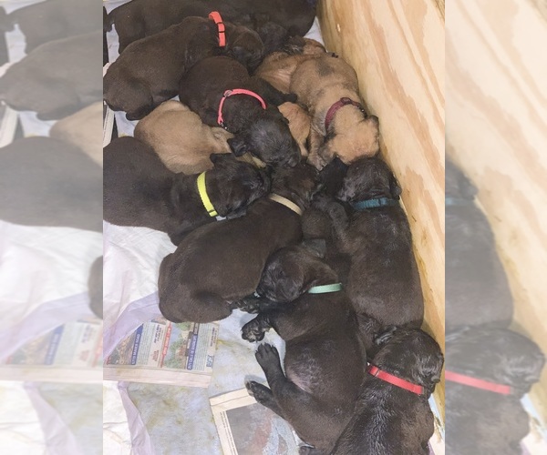 Medium Photo #128 Boerboel Puppy For Sale in LAS CRUCES, NM, USA
