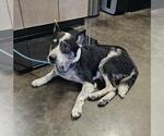 Small #5 Australian Shepherd Mix