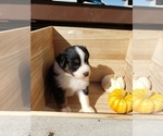 Small Photo #40 Australian Shepherd Puppy For Sale in RUSSELL, IA, USA