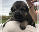 Small Photo #22 German Shepherd Dog Puppy For Sale in APLINGTON, IA, USA