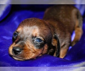 Dachshund Puppy for Sale in BLMGTN, Indiana USA