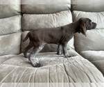 Puppy Female 1 pics German Shorthaired Pointer