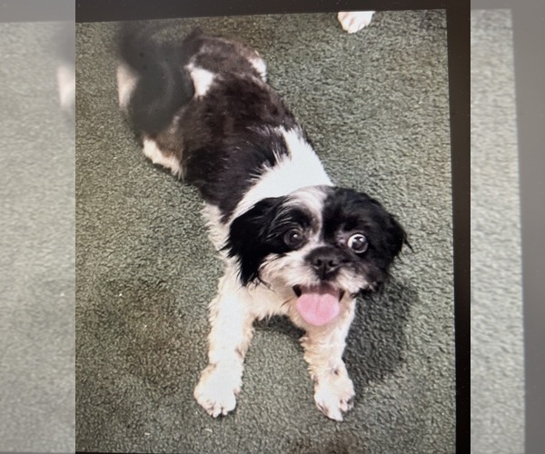 Medium Photo #1 Poodle (Toy)-ShihPoo Mix Puppy For Sale in CROSBY, TX, USA