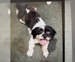 Small Photo #1 Poodle (Toy)-ShihPoo Mix Puppy For Sale in CROSBY, TX, USA