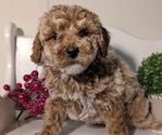 Small #7 Poodle (Miniature)