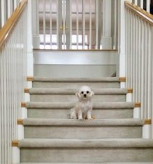 Maltipoo Puppy for sale in BELLEVUE, WA, USA
