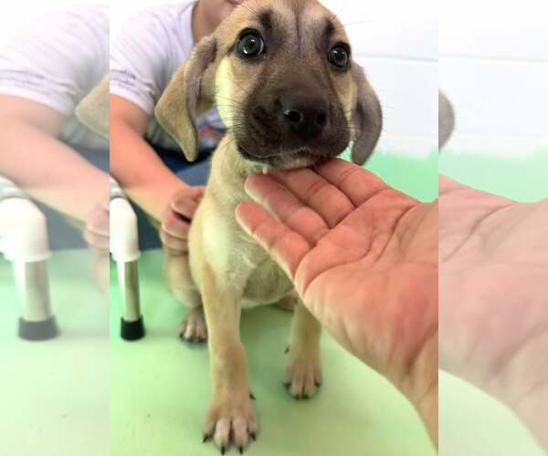 Medium Photo #13 Anatolian Shepherd-Rhodesian Ridgeback Mix Puppy For Sale in Higley, AZ, USA