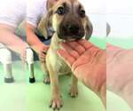 Small #12 Anatolian Shepherd-Rhodesian Ridgeback Mix