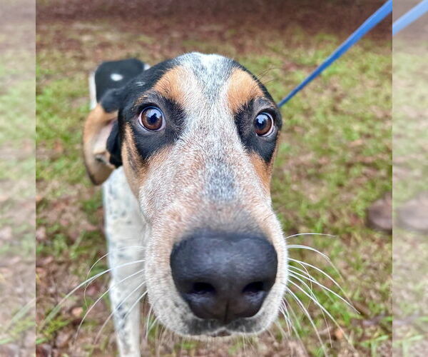 Medium Photo #4 Mutt Puppy For Sale in McCormick, SC, USA
