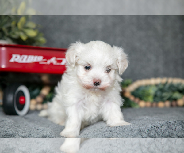 Medium Photo #3 Maltese Puppy For Sale in HOLMESVILLE, OH, USA