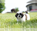 Small Photo #2 Shih Tzu Puppy For Sale in WARSAW, IN, USA