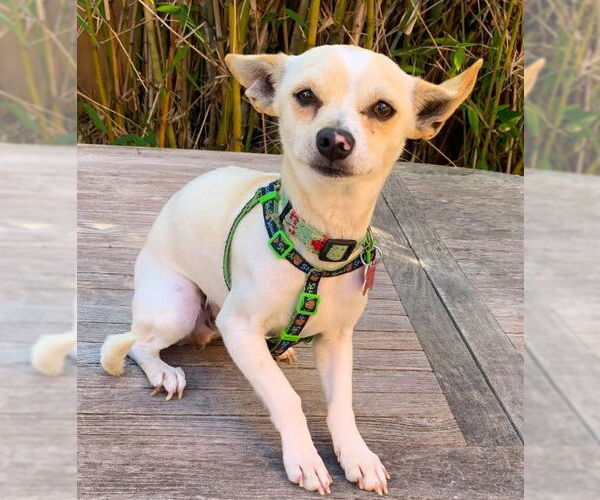 Medium Photo #3 Chihuahua Puppy For Sale in San Diego, CA, USA