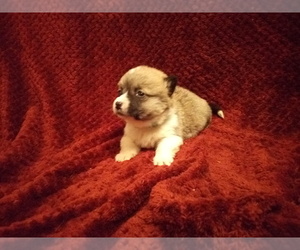 Pembroke Welsh Corgi Puppy for sale in WINCHESTER, OH, USA