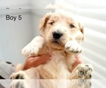 Small #14 Goldendoodle