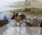 Small Photo #1 German Shepherd Dog Puppy For Sale in BRAINERD, MN, USA