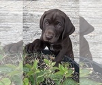 Puppy Choco Taco German Shorthaired Lab